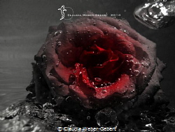 abstract underwater - red rose with air bubbles by Claudia Weber-Gebert 